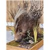 Image 4 : African Porcupine Full Body Taxidermy Mount