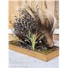 Image 5 : African Porcupine Full Body Taxidermy Mount