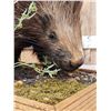 Image 6 : African Porcupine Full Body Taxidermy Mount