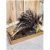 Image 7 : African Porcupine Full Body Taxidermy Mount