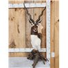 Image 1 : Indian Black Buck Table Top Pedestal Taxidermy Mount