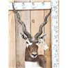 Image 2 : Indian Black Buck Table Top Pedestal Taxidermy Mount