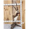 Image 3 : Indian Black Buck Table Top Pedestal Taxidermy Mount