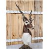 Image 4 : Indian Black Buck Table Top Pedestal Taxidermy Mount