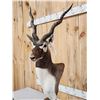 Image 5 : Indian Black Buck Table Top Pedestal Taxidermy Mount