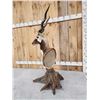 Image 6 : Indian Black Buck Table Top Pedestal Taxidermy Mount