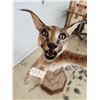 Image 10 : African Caracal Cat Leaping For A Bird Taxidermy Mount