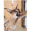 Image 5 : African Caracal Cat Leaping For A Bird Taxidermy Mount
