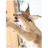 Image 7 : African Caracal Cat Leaping For A Bird Taxidermy Mount