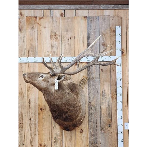 6x5 Elk Shoulder Mount Taxidermy