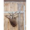 Image 1 : 6x5 Elk Shoulder Mount Taxidermy