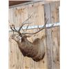 Image 2 : 6x5 Elk Shoulder Mount Taxidermy