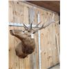 Image 3 : 6x5 Elk Shoulder Mount Taxidermy