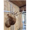Image 4 : 6x5 Elk Shoulder Mount Taxidermy