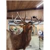 Image 5 : 6x5 Elk Shoulder Mount Taxidermy