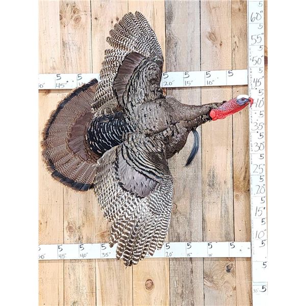 Turkey In Flight Bird Taxidermy