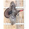 Image 1 : Turkey In Flight Bird Taxidermy