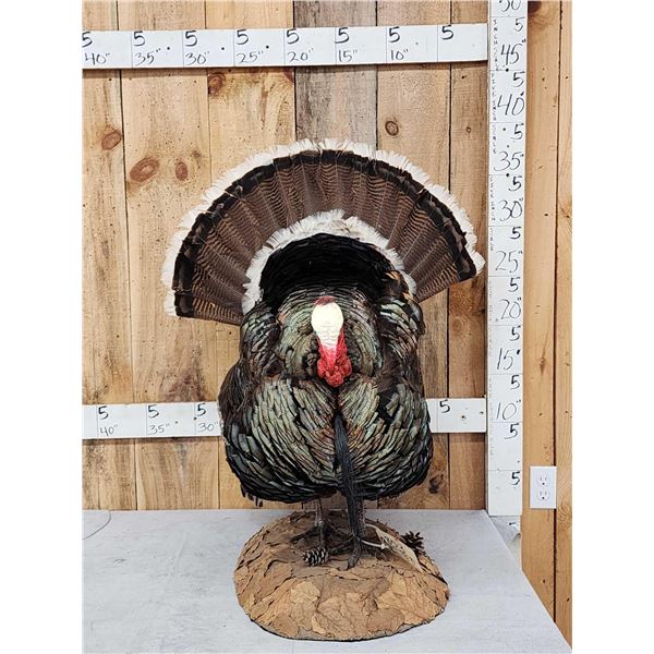 Merriam's Turkey In Full Strutt Bird Taxidermy
