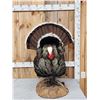 Image 1 : Merriam's Turkey In Full Strutt Bird Taxidermy