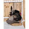 Image 2 : Merriam's Turkey In Full Strutt Bird Taxidermy