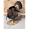 Image 4 : Merriam's Turkey In Full Strutt Bird Taxidermy