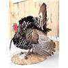 Image 5 : Merriam's Turkey In Full Strutt Bird Taxidermy