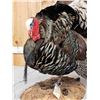 Image 6 : Merriam's Turkey In Full Strutt Bird Taxidermy