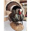 Image 7 : Merriam's Turkey In Full Strutt Bird Taxidermy