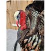 Image 8 : Merriam's Turkey In Full Strutt Bird Taxidermy