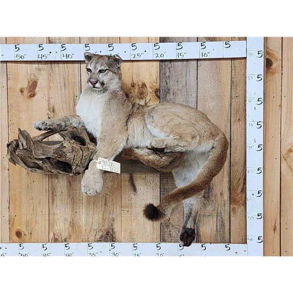 Mountain Lion Cougar Full Body Taxidermy Mount