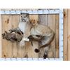 Image 1 : Mountain Lion Cougar Full Body Taxidermy Mount