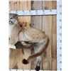 Image 2 : Mountain Lion Cougar Full Body Taxidermy Mount