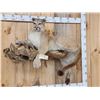 Image 3 : Mountain Lion Cougar Full Body Taxidermy Mount