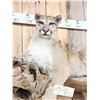 Image 4 : Mountain Lion Cougar Full Body Taxidermy Mount