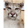 Image 5 : Mountain Lion Cougar Full Body Taxidermy Mount