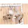 Image 6 : Mountain Lion Cougar Full Body Taxidermy Mount