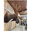 Image 10 : 68" Wide Moose Shoulder Mount Taxidermy