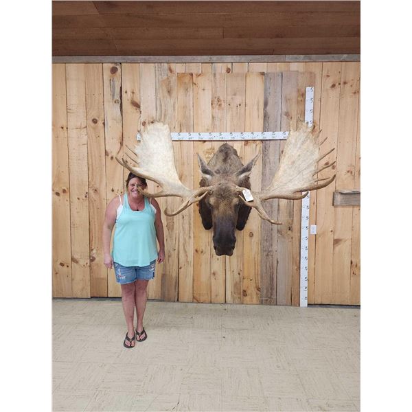 68" Wide Moose Shoulder Mount Taxidermy