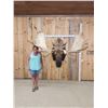 Image 1 : 68" Wide Moose Shoulder Mount Taxidermy