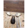 Image 2 : 68" Wide Moose Shoulder Mount Taxidermy