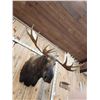 Image 3 : 68" Wide Moose Shoulder Mount Taxidermy