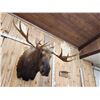 Image 4 : 68" Wide Moose Shoulder Mount Taxidermy