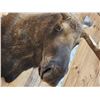 Image 5 : 68" Wide Moose Shoulder Mount Taxidermy