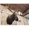 Image 6 : 68" Wide Moose Shoulder Mount Taxidermy