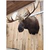 Image 7 : 68" Wide Moose Shoulder Mount Taxidermy