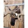 Image 8 : 68" Wide Moose Shoulder Mount Taxidermy