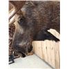Image 9 : 68" Wide Moose Shoulder Mount Taxidermy