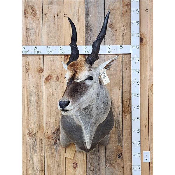 African Eland Shoulder Mount Taxidermy