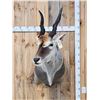 Image 1 : African Eland Shoulder Mount Taxidermy