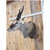 Image 2 : African Eland Shoulder Mount Taxidermy